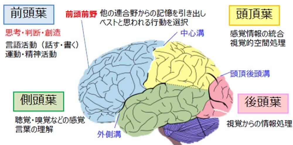 記憶をつかさどる司令塔『脳』の構造と働きを楽しく学ぼう！ | あたまナビ