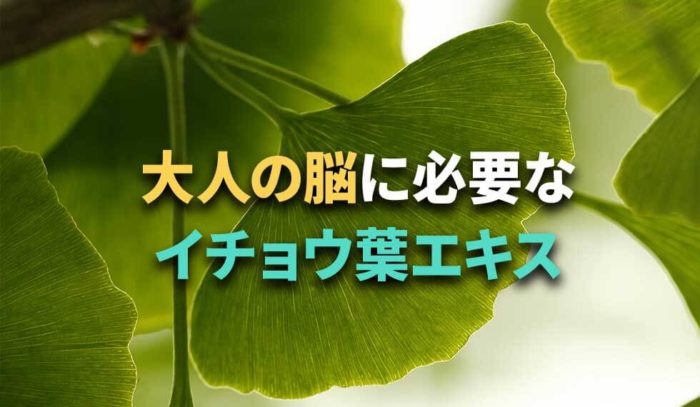 大人の脳に必要なもう一つの成分「イチョウ葉エキス」のはなし