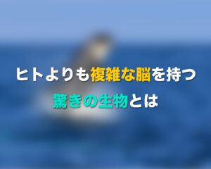 ヒトよりも複雑な脳を持つあの生物とは？