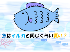 【意外】魚の知能は想像を超える！足し算・引き算を理解して仲間とおしゃべりも